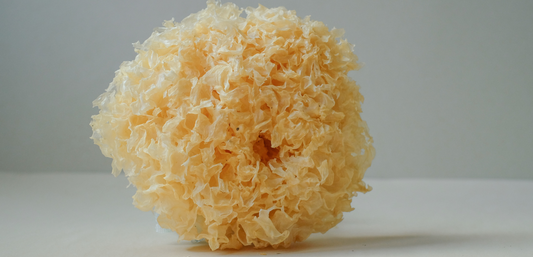 Dried tremella mushroom, also known as snow fungus, with a soft, coral-like appearance used in beauty and wellness products