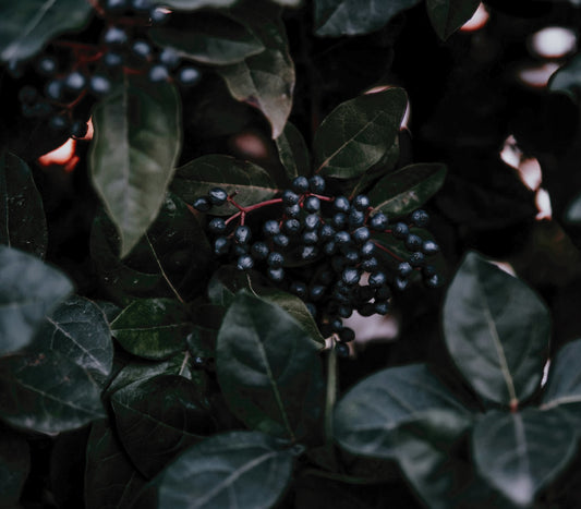 Sweet Bee’s Elderberry Elixir: European Heritage, Modern Wellness