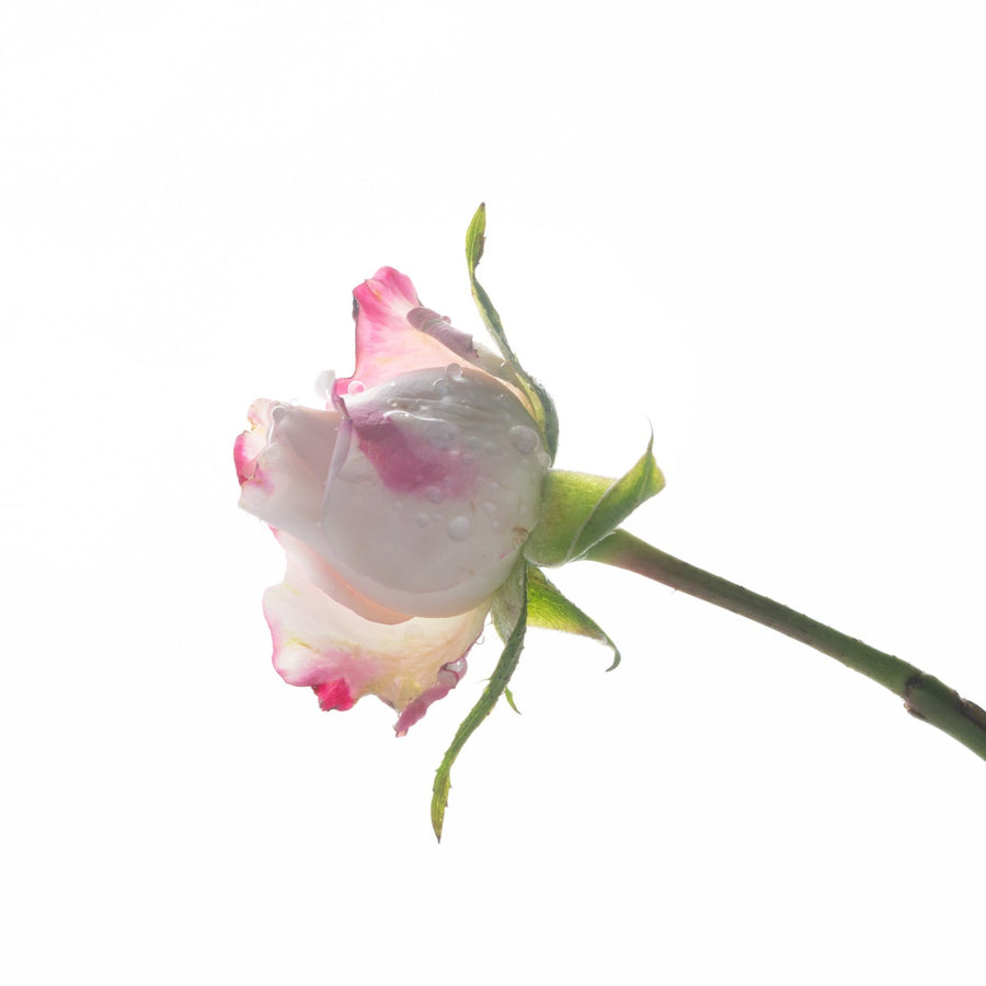 A rose in bloom against white