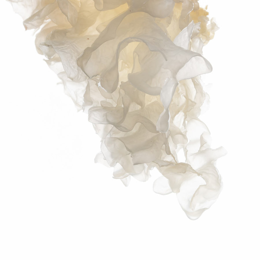 Tremella mushroom against white